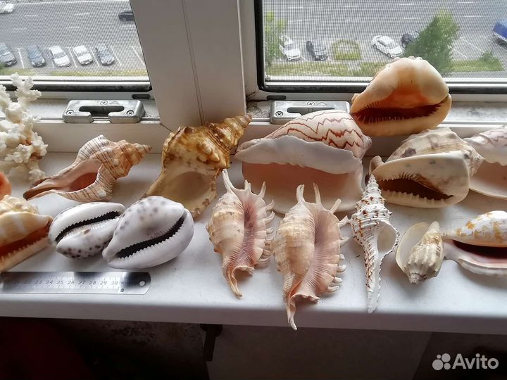 Коллекция ракушек