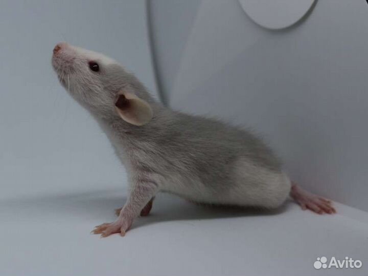 Крысята, крыса, крысята дамбо