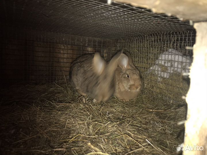 Кролики. Бургунцы и помесные