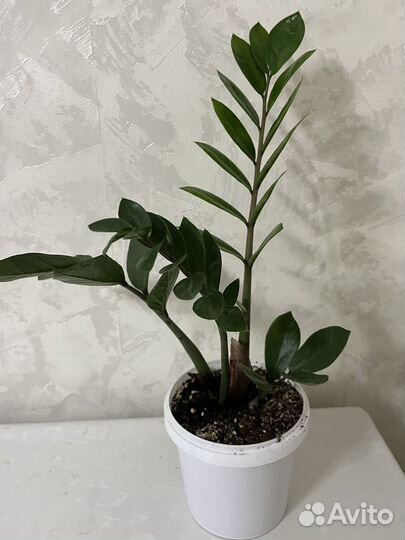 Замиокулькас