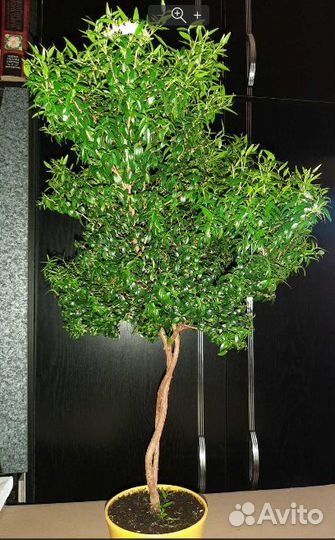 Миртовое дерево