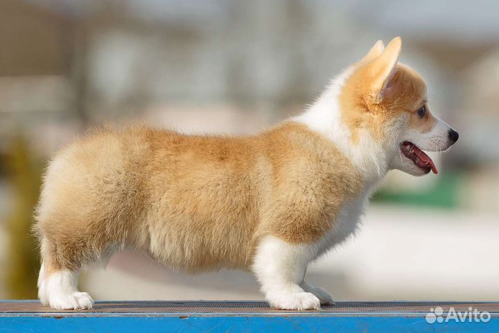 Вельш корги пемброк
