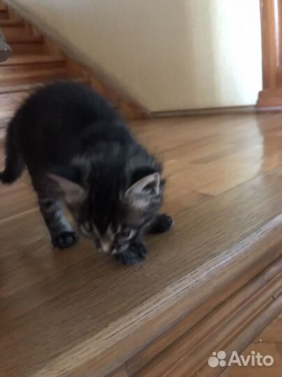 Отдам в добрые руки