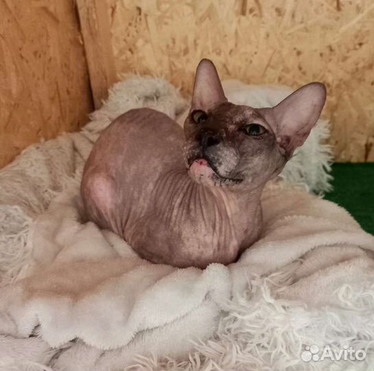 Сфинкс ищет дом