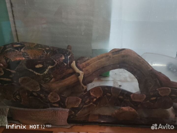 Императорский удав