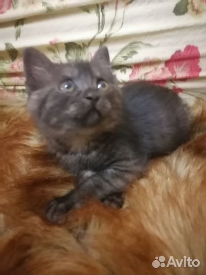 Котенок бесплатно с доставкой