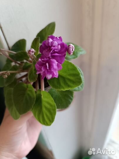 Сортовые фиалки