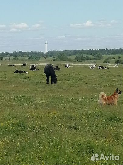 Молоко сметана творог из тверской области