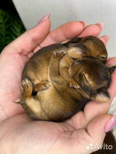 Царские кролики мини