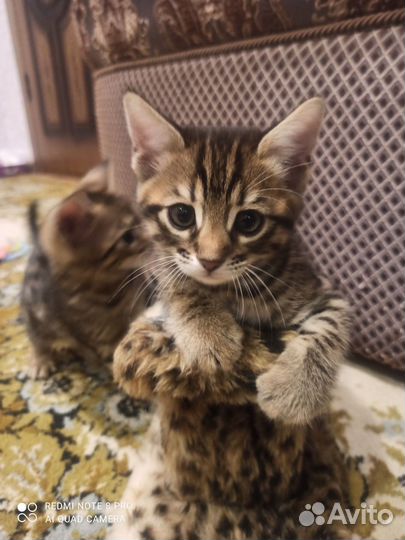 Бенгальская кошка