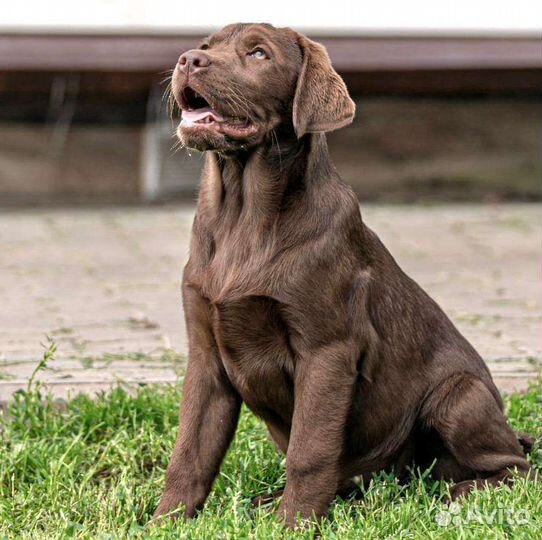 Щенки лабрадора-ретривера