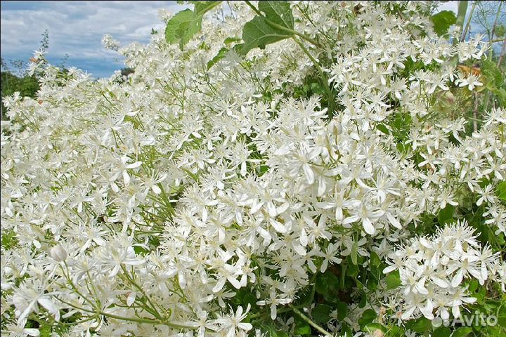 Клематисы видовые (княжики) семена