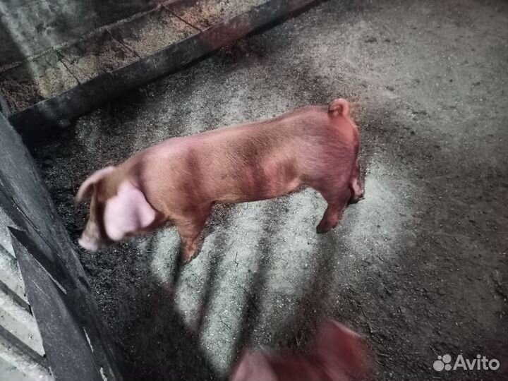 Поросята дюрок