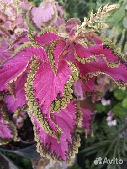 Колеусы вегетативные