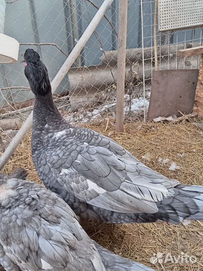 Мускусные утки