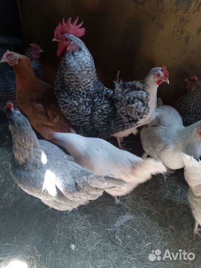 Инкубационное яйцо кур несушек