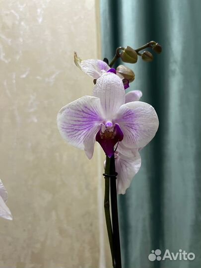 Орхидея фаленопсис