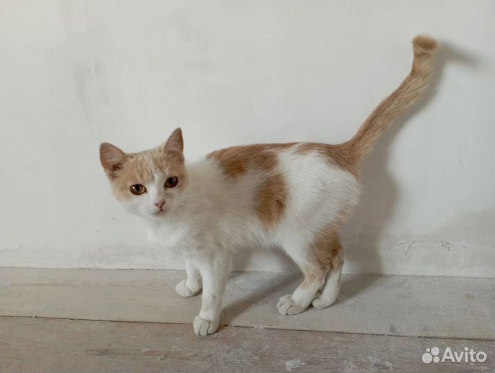 Кошка в дар