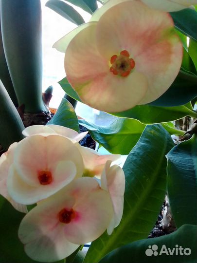 Молочай миля крупноцветковый