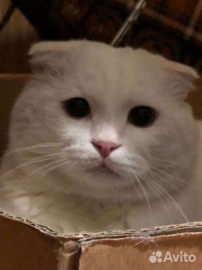 Шотландская вислоухая кошка бесплатно