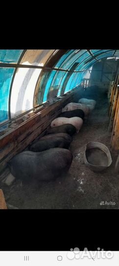 Вьетнамские вислобрюхие поросята