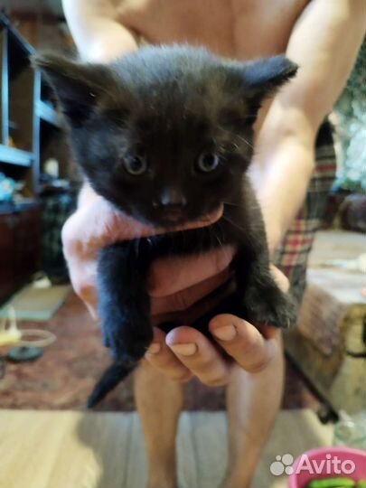 Котята в добрые руки бесплатно