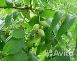 Саженцы маньчжурского ореха