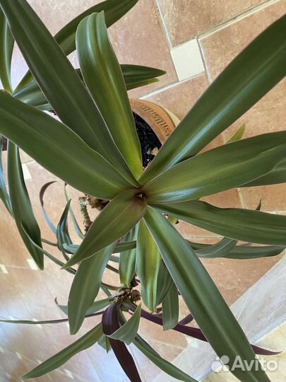 Рэо (Моисеева корзинка) Филодендрон краснеющий