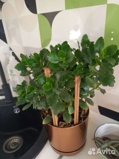 Каланхоэ цвет белый