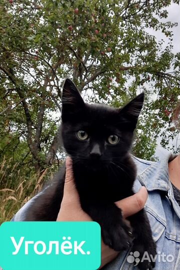 Котята в добрые руки даром