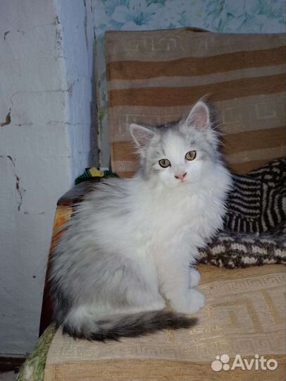 Котёнок мальчик