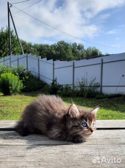 Отдам в добрые руки котят