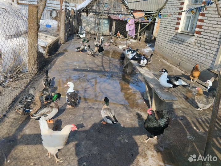 Утки подсадные для охоты