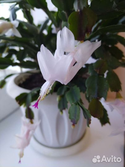 Декабрист красный, белый, розовый два вида