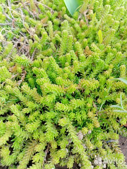 Почвопокровники первоцветы очиток седум молодило