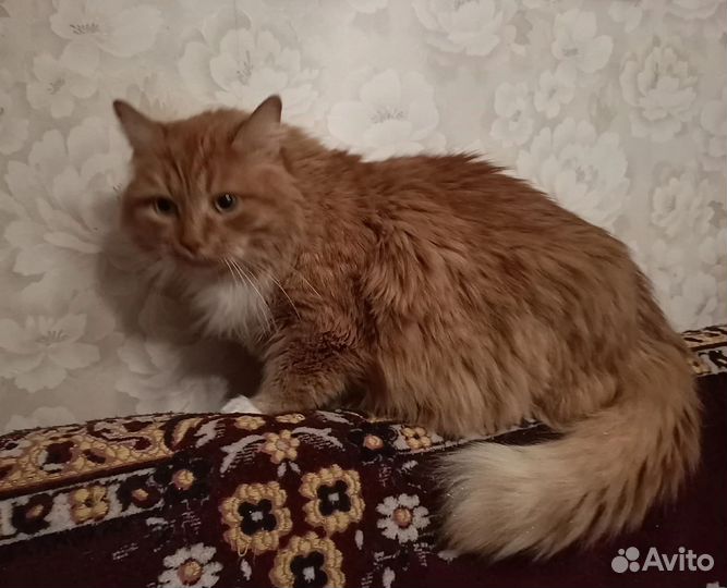 Котик в добрые руки