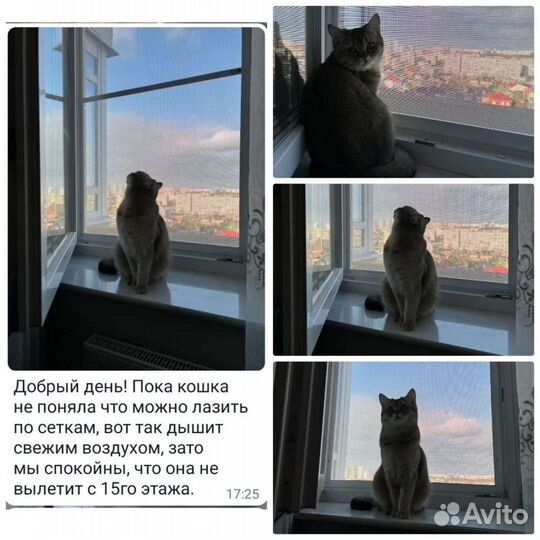 Москитная сетка Антикошка