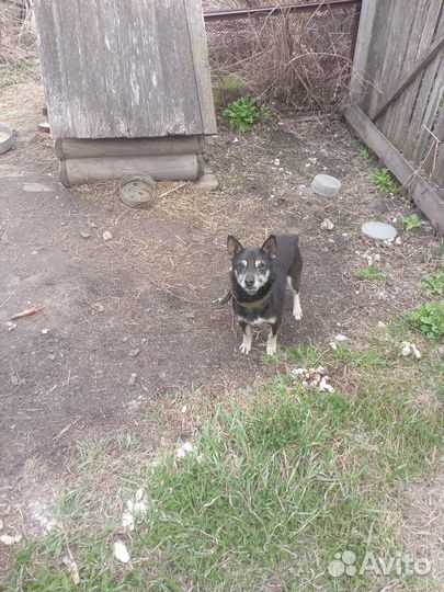 Маленькая собачка, взрослая кобель