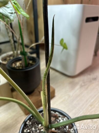 Филодендрон параисо верде