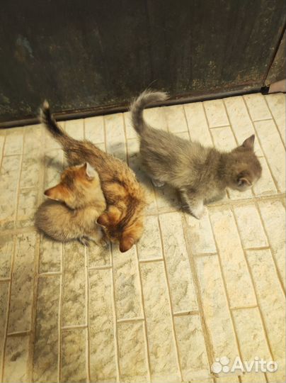 Котята в добрые руки