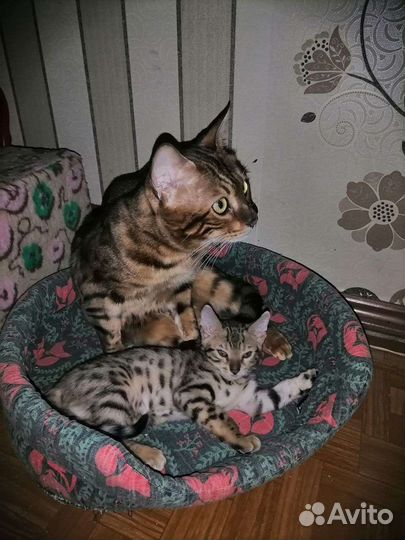 Бенгальские котята
