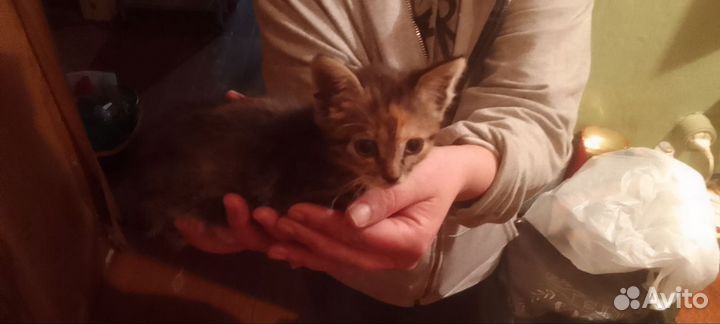 Котенок (кошечка)