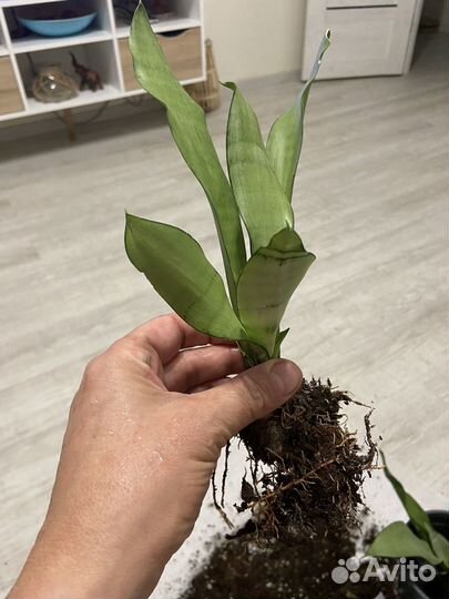 Сансевиерия муншайн