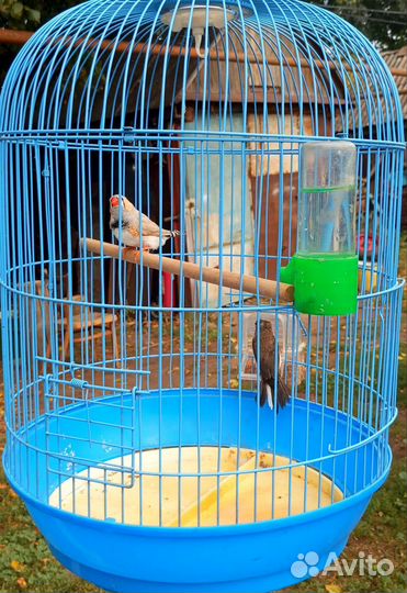 Амадины, канарейка