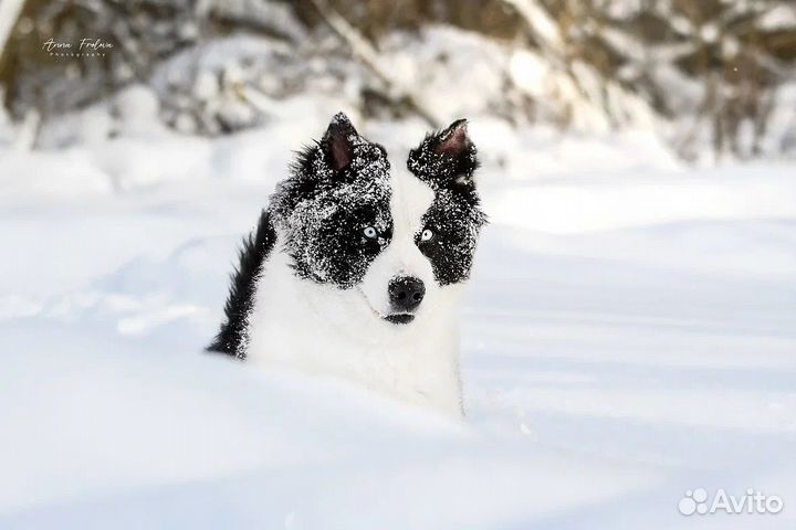 Якутская лайка