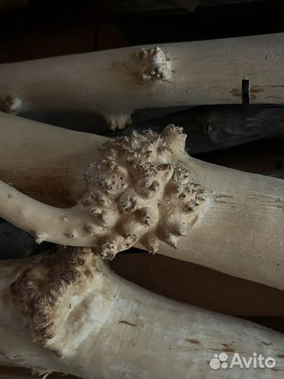 Березовый кап, сувель