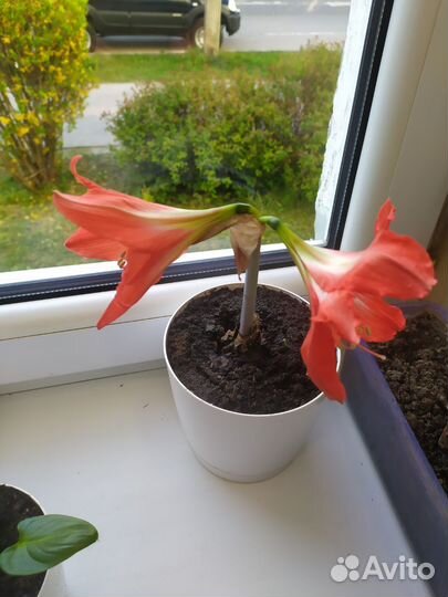 Гиппеаструм