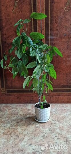 Клеродендрум томпсон