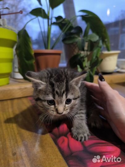 Британские котята