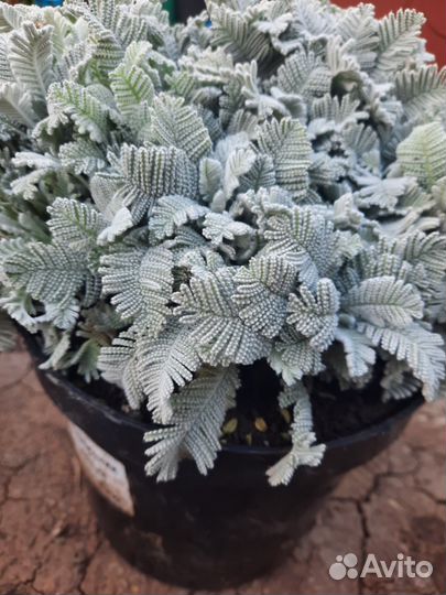 Растения многолетние для сада